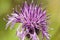 Spiny burdock flower on green meadow