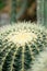 Spiny cactus