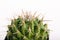 Spiny cactus in flowerpot