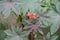 Spiny capsules of seeds of castor oil plant in August