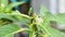 Spiny caterpillar climbing on the plant stem for eating