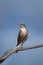 Spiny-cheeked Honeyeater