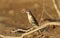 Spiny-cheeked Honeyeater in the outback