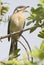 Spiny-cheeked honeyeater in outback Queensland