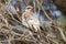 Spiny-cheeked Honyeater in Australia