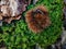 Spiny chestnut fruit on green moss.