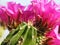 Spiny Columnar Cactus with Bright Pink Blooms