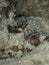 Spiny devilfish, Inimicus didactylus. North Sulawesi, Indonesia