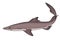 Spiny Dogfish (Spurdog). Squalus.