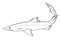 Spiny Dogfish (Spurdog). Vector clipart.