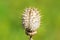 Spiny dry weed on green background