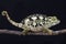 Spiny-flanked chameleon (Trioceros laterispinis)