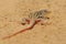 Spiny-footed Lizard - Acanthodactylus erythrurus  species of lizard in the family Lacertidae. The species is endemic to