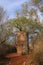 The spiny forest, of Reniala nature reserve