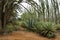 Spiny forest and sisal plants in Madagascar