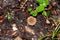 The spiny fruit body of lycoperdon echinatum