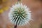 Spiny Globe Thistle Echinops Spinosissimus