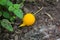 Spiny Gourd Momordica dioica