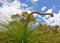 Spiny Grass Trees Detail: Australian Bushland