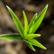 SPINY GREEN LEAVES ON BLURRED BACKGROUND