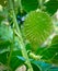 Spiny Guard Fresh Vegitable On Tree With Green Leaves & Branches 1