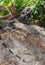 Spiny Iguana on Rock