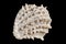Spiny Jewel Box Sea Shell - Rare find, usually in the Gulf and Atlantic