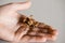 A spiny leaf insect on a hand