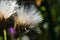 Spiny-leaved Sow Thistle Shining in the Warm Autumn Sunlight