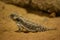 Spiny lizard or fence lizards or scaly lizards or swifts