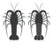 Spiny Lobster