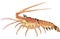 Spiny Lobster Illustration