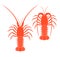 Spiny lobster set. Isolated spiny lobster on white background