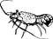 Spiny lobster. Vector illustration