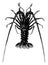 Spiny lobster, vintage illustration