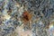 Spiny Majoid Spider Crab juvenile - Herbstia condyliata