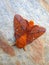 Spiny oakworm orange spotted moth on rock