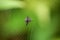 Spiny Orb Weaver Spider on Web in Borneo Rainforest