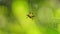 Spiny Orb-Weaver Spiders on cobweb.