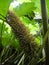 Spiny petioles of the redwood leaf Gunnera manicata