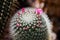 Spiny pincushion cactus