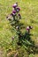 Spiny plumeless thistle in the meadow