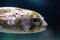 Spiny porcupinefish Diodon holocanthus has eyes that sparkle wit