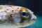 Spiny porcupinefish Diodon holocanthus has eyes that sparkle wit