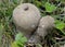 Spiny Puffball