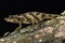Spiny pygmy chameleon (Rhampholeon acuminatus)