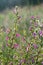 Spiny restharrow in the back light of the morning sun