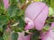 Spiny restharrow, dornige Hauhechel, ononis spinosa