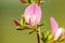 Spiny Restharrow, medicinal plant with flower