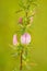 Spiny Restharrow, medicinal plant with flower